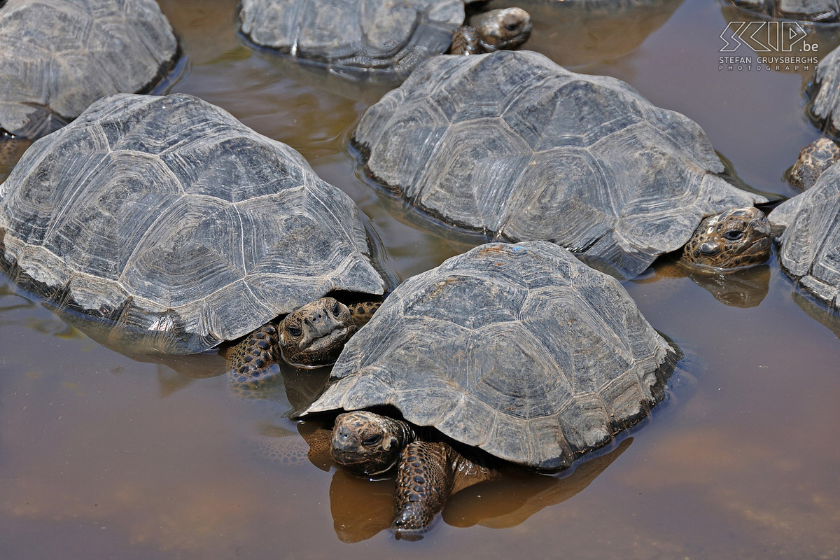 Galapagos - Isabela - Schildpadden Jonge schildpadden in het broedcentrum op het eiland Isabela. Stefan Cruysberghs